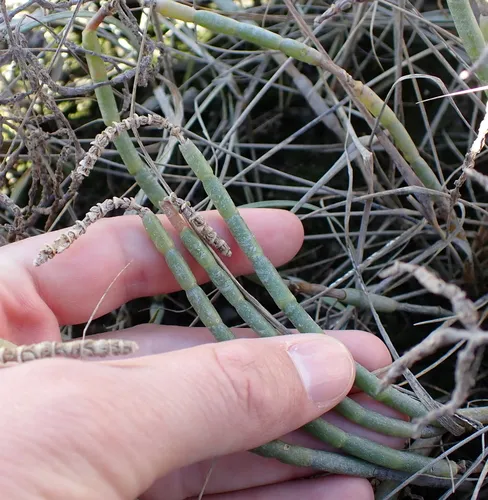 Virginia Glasswort