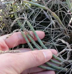 Virginia Glasswort thumbnail 1