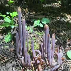 Purple Spindles thumbnail 2