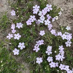 spreading phlox thumbnail 3