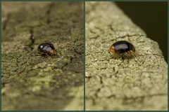 Firefly Duskyling thumbnail 2