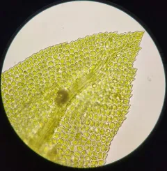 Maidenhair Pocket Moss thumbnail 2
