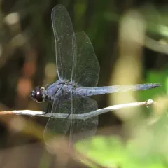 Slaty Skimmer thumbnail 2