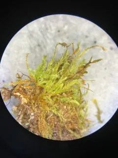 Bryhnia Moss thumbnail 3