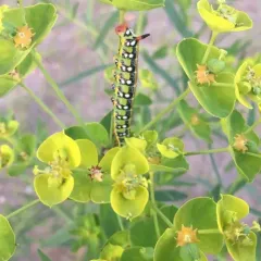 Leafy Spurge Hawkmoth thumbnail 2
