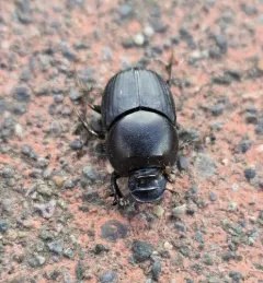 Bull-headed Dung Beetle thumbnail 4