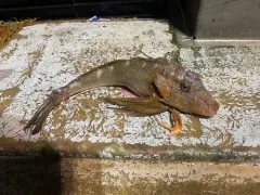 Northern Searobin thumbnail 3