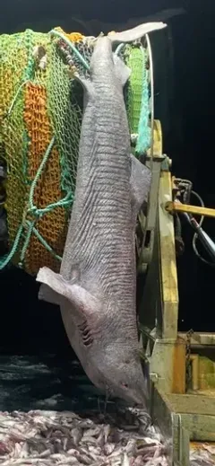 Greenland Shark thumbnail 4