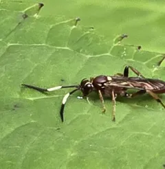 Melanichneumon indecoratus thumbnail 2