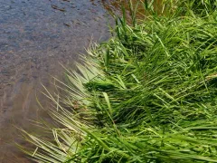 green-fruited sedge thumbnail 2