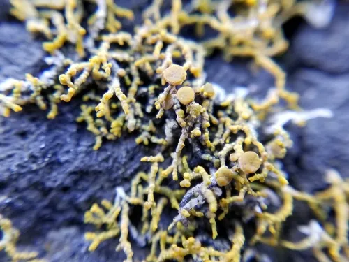 Coral Firedot Lichen