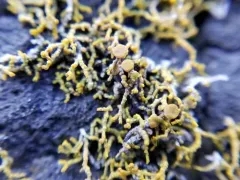 Coral Firedot Lichen thumbnail 1