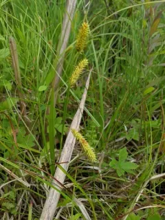 Schweinitz's Sedge thumbnail 3