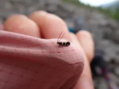 Eudarcia simulatricella thumbnail 3