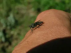 Lasiopogon aldrichii thumbnail 3
