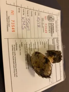 Pale Fragrant Cort thumbnail 3