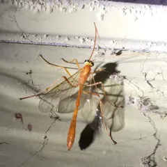 Enicospilus purgatus thumbnail 3