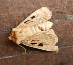 Pseudohermonassa flavotincta thumbnail 4