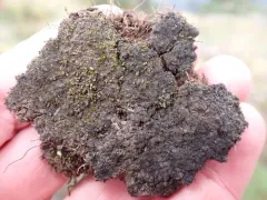 Pear Tar-spot Lichen thumbnail 4