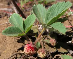 Cascades Strawberry thumbnail 4