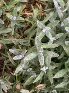 Erysiphe buhrii thumbnail 3