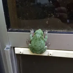 Grey Treefrog Species Complex
