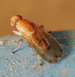 Suillia quinquepunctata thumbnail 4