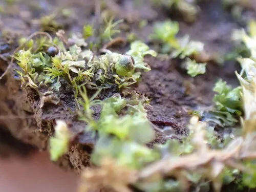 Common Frillwort
