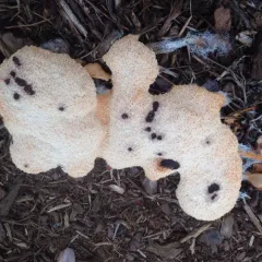Dog Vomit Slime Mold thumbnail 4