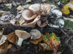 Blushing Milkcap thumbnail 3