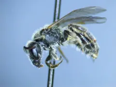 Misbehaved Sweat Bee thumbnail 2