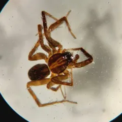 Dark-legged Pirate Wolf Spider thumbnail 3
