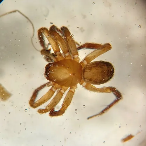 Cybaeopsis euopla