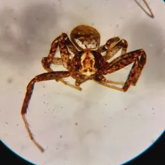 Xysticus luctuosus thumbnail 4