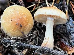 Pholiota occidentalis thumbnail 3