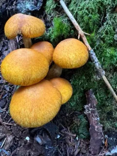 Gymnopilus voitkii thumbnail 4