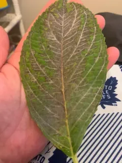 Pseudoidium hortensiae thumbnail 2
