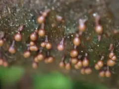 Trichia subfusca thumbnail 3