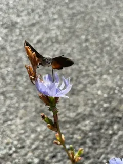 Eurasian Hummingbird Hawkmoth thumbnail 3