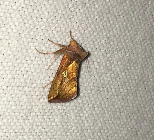 Large-spotted Looper Moth