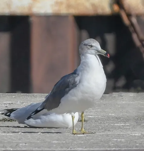 Black-tailed Gull