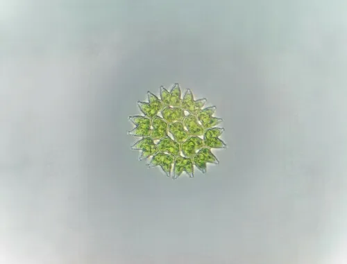 Pseudopediastrum cornutum