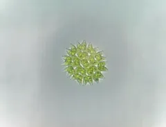 Pseudopediastrum cornutum thumbnail 1