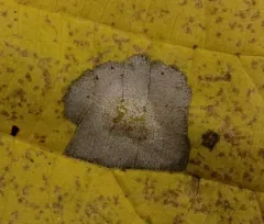 Basswood Miner Moth thumbnail 4