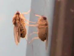 Drosophila busckii thumbnail 1