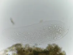 Loxophyllum meleagris thumbnail 3
