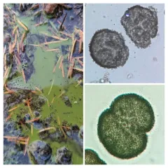 Woronichinia naegeliana thumbnail 3