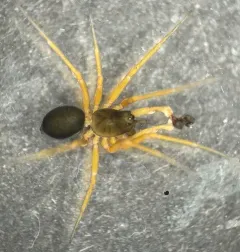 Coreorgonal monoceros thumbnail 4