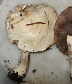 Wood Mushroom thumbnail 3