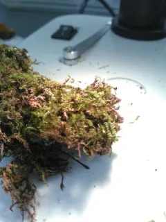 Muhlenbeck's Feather-moss thumbnail 4